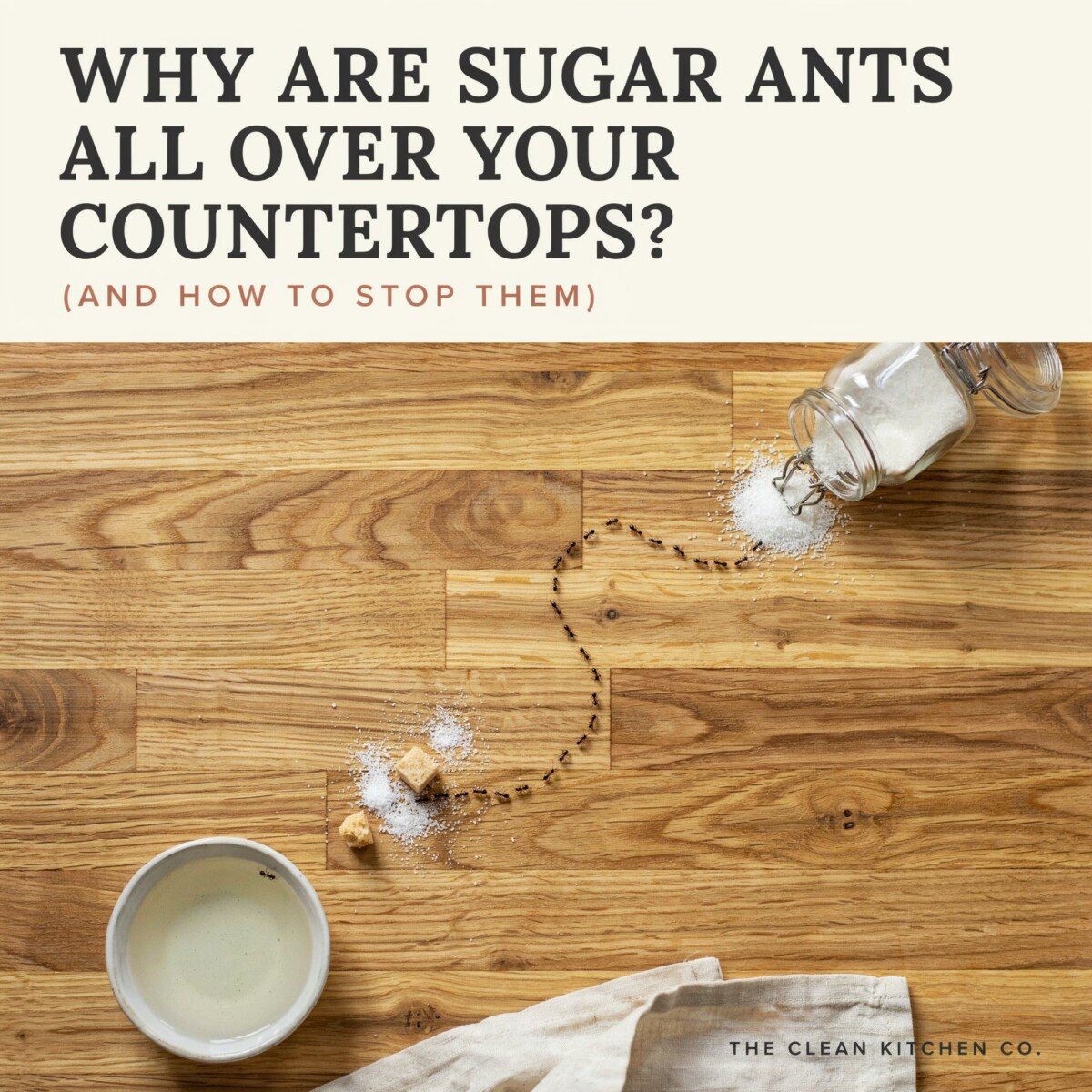 Why Are Sugar Ants All Over Your Countertops? (And How to Stop Them)