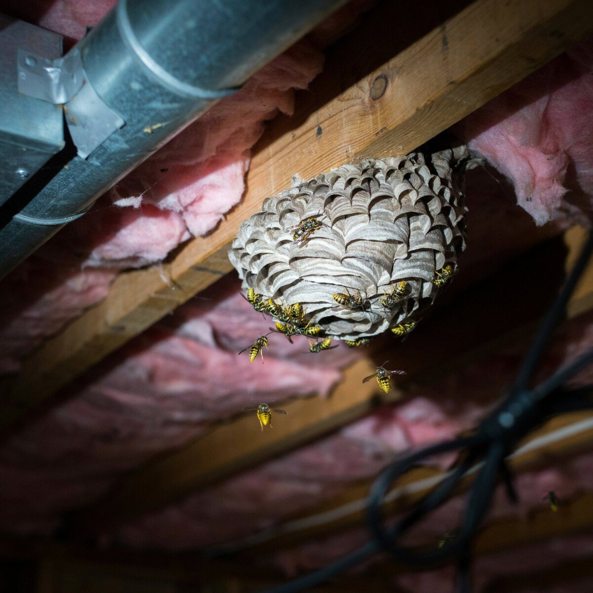 What to Do If You Find a Wasp Nest in Your Attic or Wall Cavity