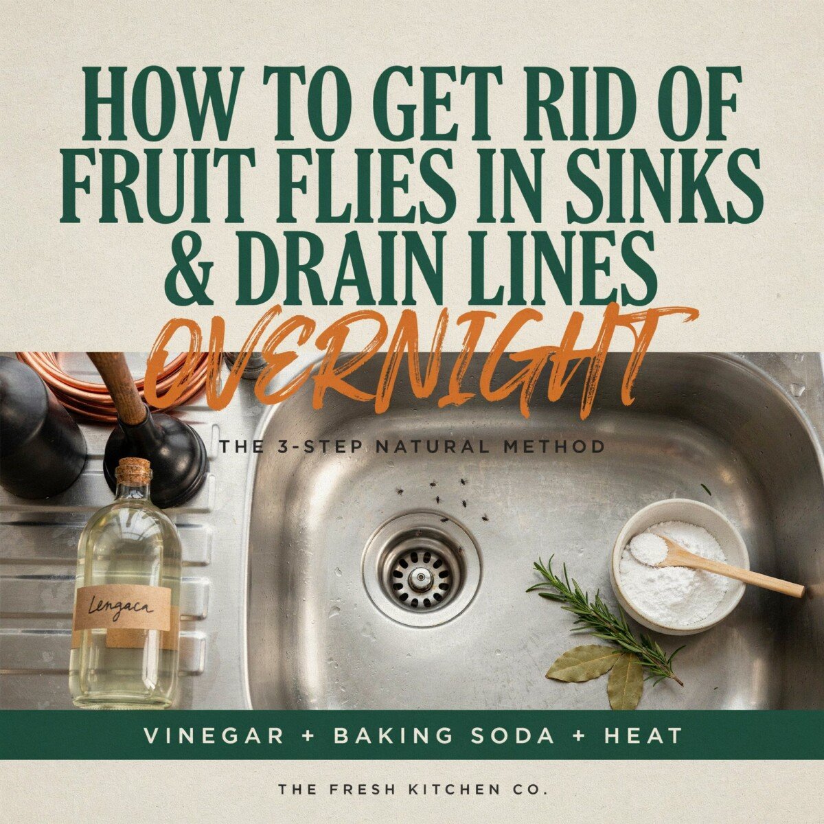 How to Get Rid of Fruit Flies in Sinks and Drain Lines Overnight